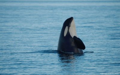 Ocean Wise’s Pollution Tracker: Using EQuIS to Support Killer Whale Conservation
